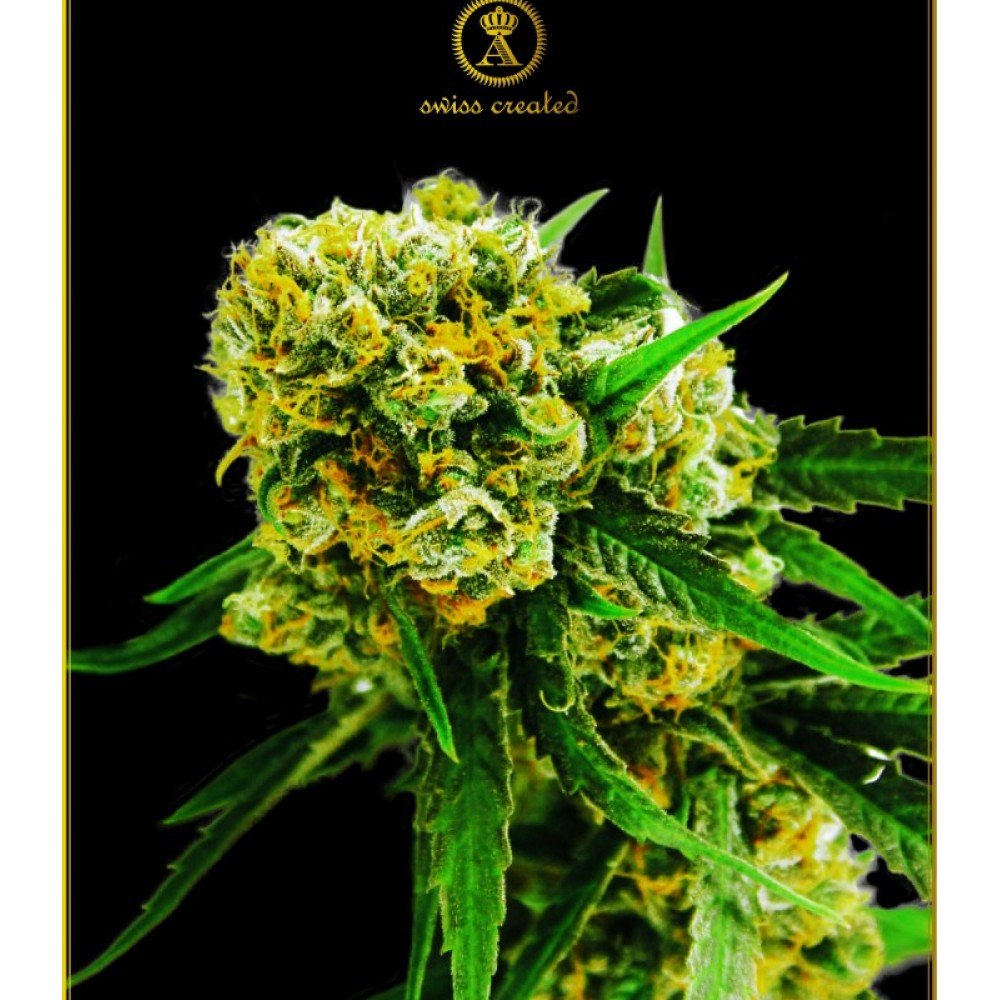 Amnesia Haze Auto